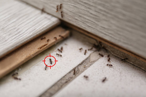 Best Cockroach Control Services  in Sea Girt, NJ