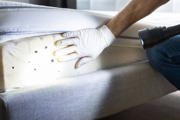 Best Local Pest Control Services  in Sea Girt, NJ