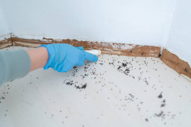 Best Emergency Pest Control  in Sea Girt, NJ